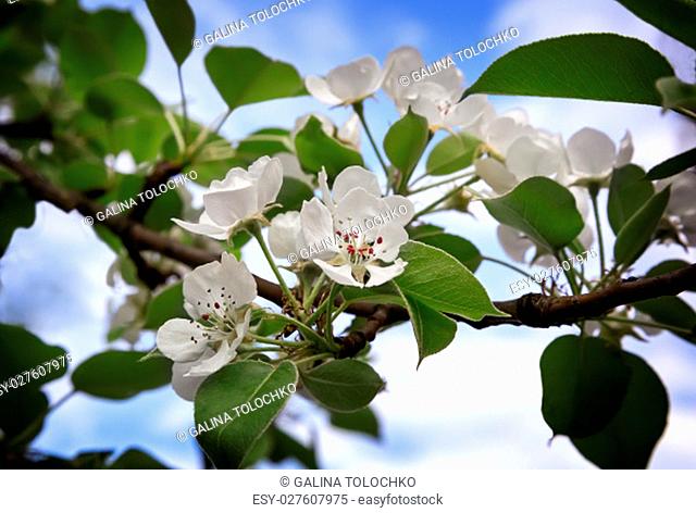 The pear tree with lots of pink and white flowers and buds in a green garden in spring on blue sky background