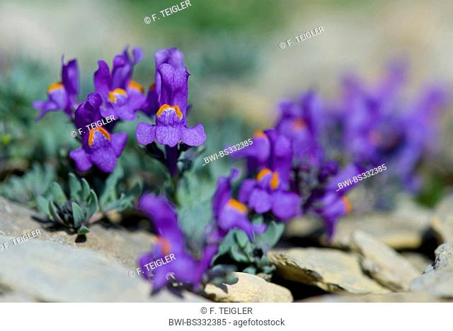 alpine toadflax (Linaria alpina), blooming, Switzerland, Schynige Platte