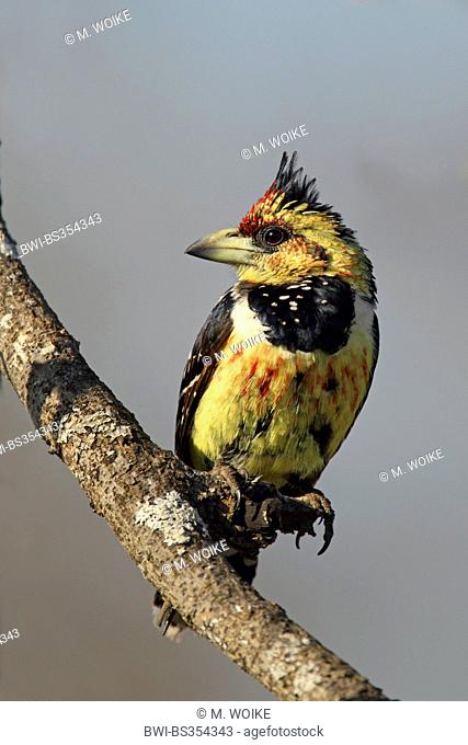 Levaillant's barbet (Trachyphonus vaillantii), sitting on a twig, South Africa, Umfolozi Game Reserve