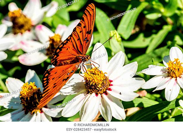 A Beautiful Gulf Fritillary or Passion Butterfly (Agraulis vanillae) Feeding on the Nectar of White Flowers with Yellow Stamens