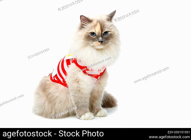beautiful long fur birma cat wearing red striped pullover isolated on white. studio shot. copy space