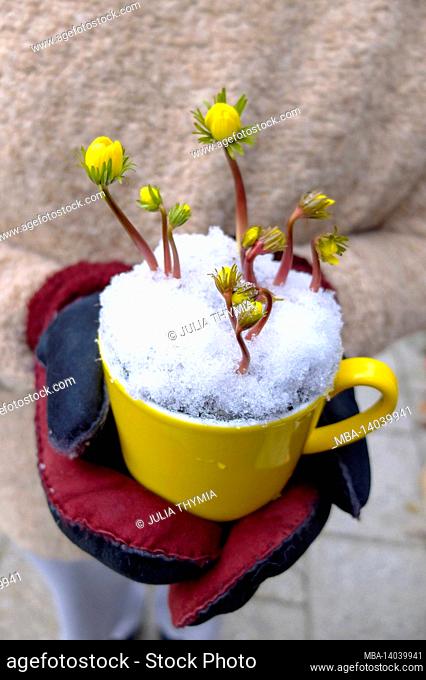 winterlings (eranthis hyemalis) in a yellow cup, with gloves