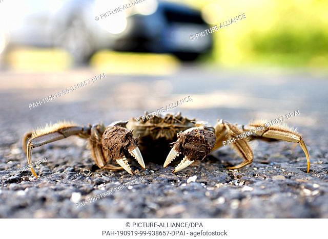18 September 2019, Lower Saxony, Thedinghausen: A Chinese mitten crab hikes along a road near the Werder district. The species has been living in Germany for...