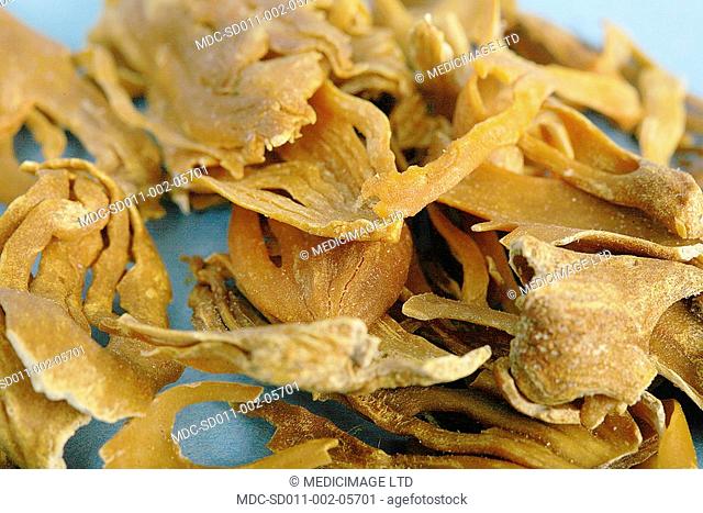 Blade of Mace has been used for a range of ills, such as diarrhea, insomnia, and rheumatism. Studies show anticancer, antifungal, antibacterial