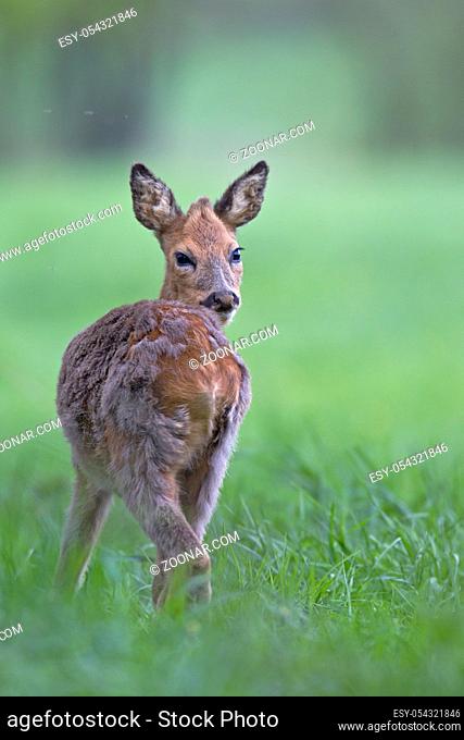 Knopfbock im Fellwechsel aest auf einer Waldwiese - (Europaeisches Reh - Rehwild) / Roe Deer yearling in change of coat grazes on a forest meadow - (European...