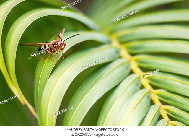 A cicada killer wasp (Sphecius speciosus) rests on majesty palm fronds, Florida, USA. Cicada killer wasps are large hornets that parasitize cicadas by stinging...