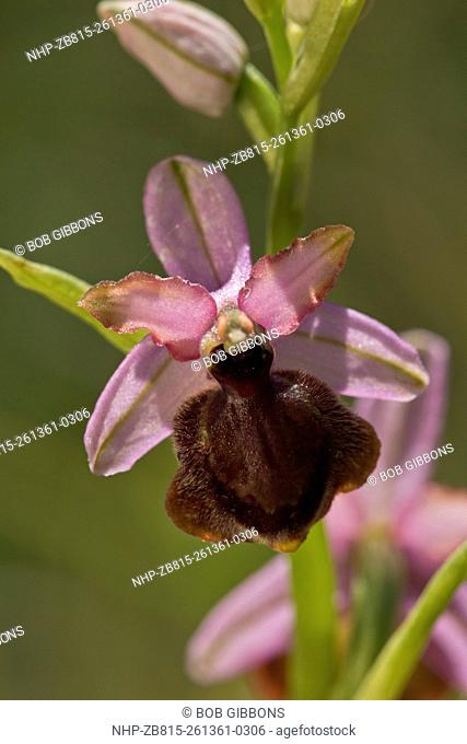 Aveyron Bee Orchid, Ophrys aveyronensis - endemic to the Cernon Valley, France