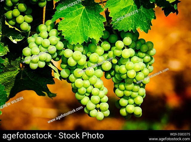 Grapes growing in a vineyard in the Cotes de Duras, Lot et Garonne, Aquitaine, France