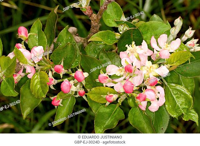 Flowers of Apple tree (Malus sp), Vacaria, Rio Grande do Sul, Brazil