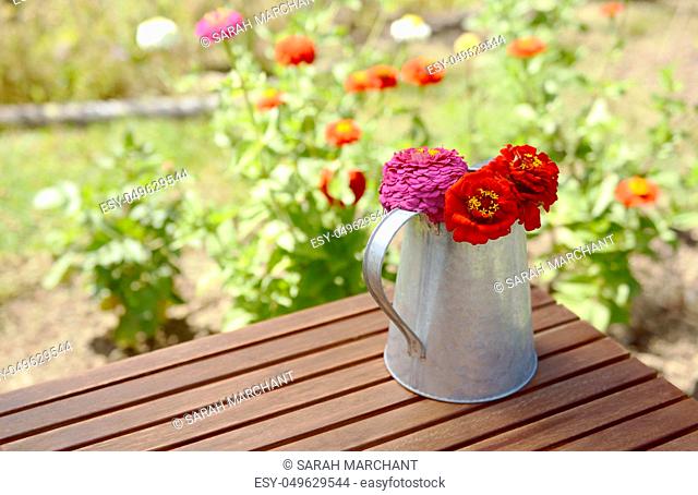 Rustic metal pitcher holding cut zinnia flowers on a wooden garden table with colourful blooms beyond
