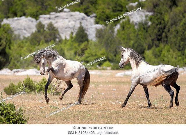 Feral horse, wild horse. A gray stallion shows impressive behavior towards a rival. Turkey