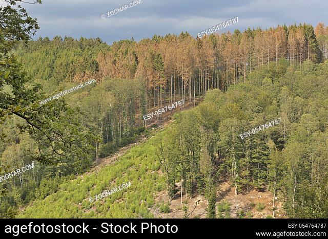 gerodete Waldfläche, Fichtenwald Borkenkäfer teilbefallen, Bergisches Land, NRW Deutschland, Europa