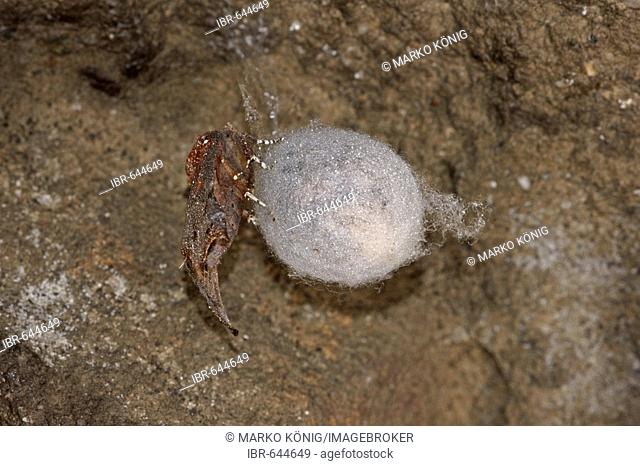 Cocoon from european cave spider (Meta menardi) and the Herald (Scoliopteryx libatrix)