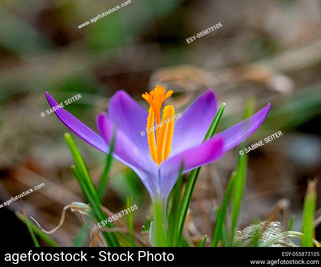 Purple crocus flower in a meadow