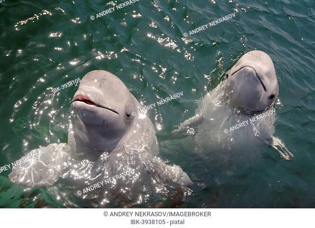 Two young Beluga Whales or White Whales (Delphinapterus leucas), Sea of Japan, Primorsky Krai, Russia