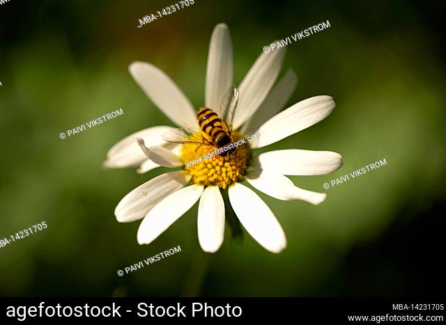 Daisy flower, flower fly on petals, dark blurred natural background