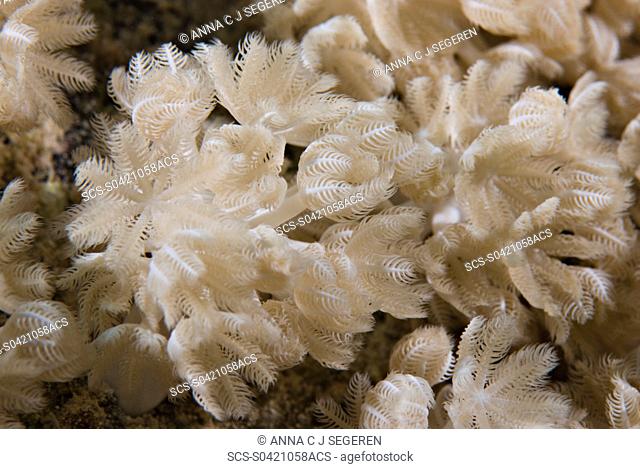 Deatail of Umbrella xenia Xenia umbellata coral Gordon reef, Sharm el Sheikh, South Sinai, Red Sea, Egypt