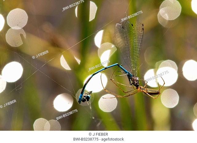 long-jawed spider Tetragnatha extensa, long-jawed spider having caught a damselfly in her net, Germany, North Rhine-Westphalia