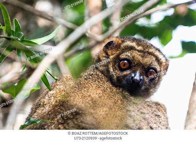A common Brown Lemur in Andasibe forest in Eastern Madagascar