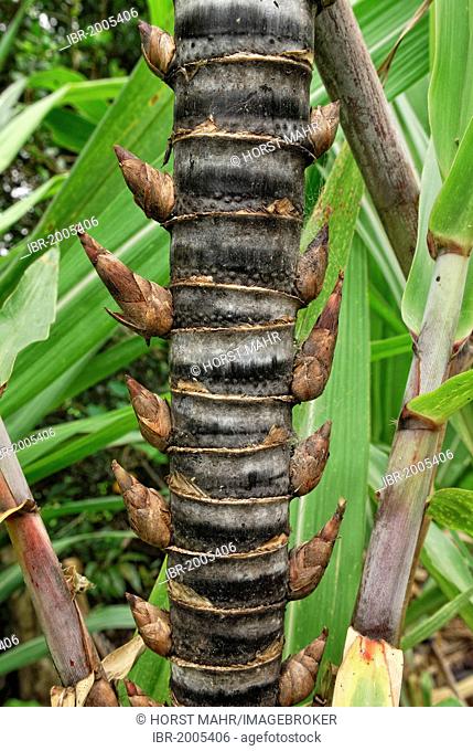 Stem and buds of Sugar cane (Saccharum officinarum), Atherton, Queensland, Australia