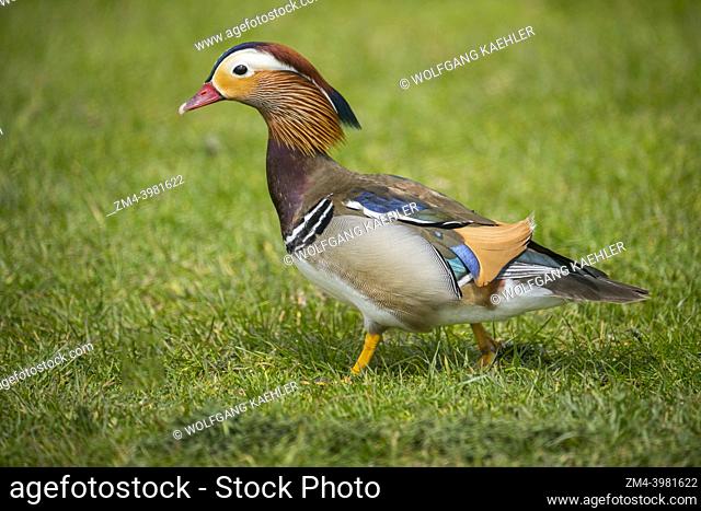 An adult male mandarin duck (Aix galericulata) is walking on the lawn at Marina Park in Kirkland, Washington State, United States