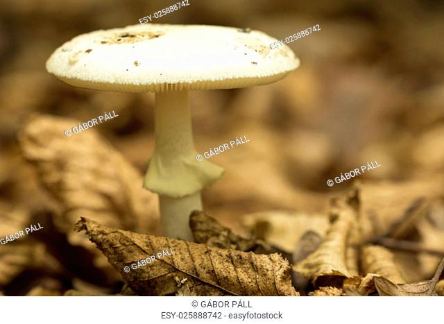 Death cap (Amanita phalloides), poisonous mushroom , macro ( selective focus )
