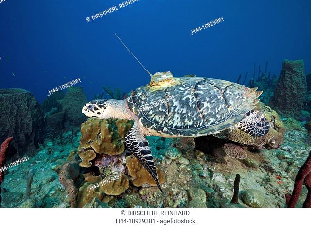 Hawksbill Turtle tagged with Transmitter, Eretmochelys imbriocota, Caribbean Sea, Dominica