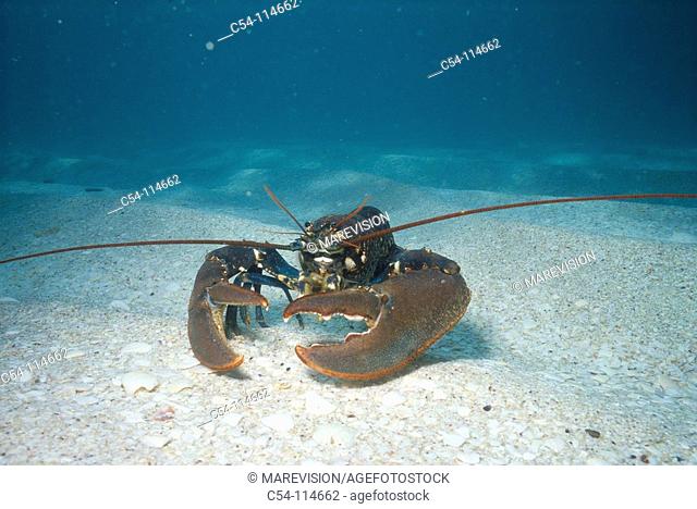European Lobster (Homarus gammarus). Galicia, Spain