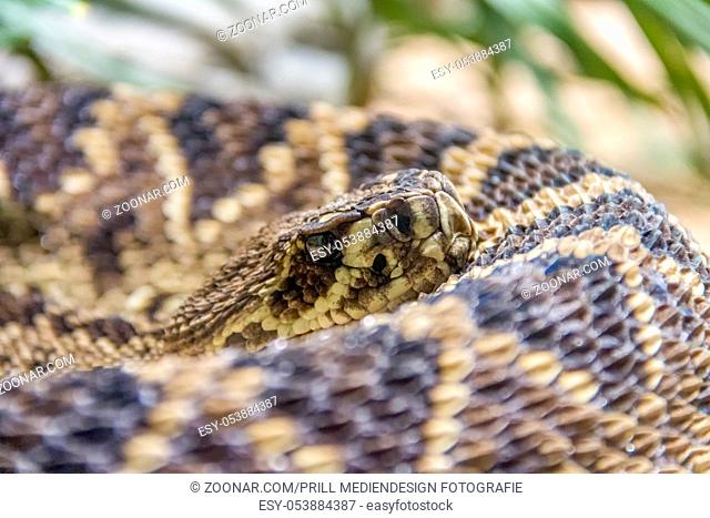 closeup shot of a Eastern diamondback rattlesnake