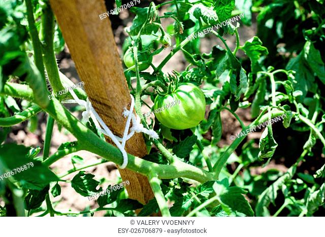 green tomato on bush in garden in sunny summer day