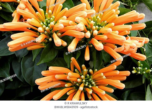 Orange trumpet Vine Pyrostegia venusta, Pyrostegia ignea, blossoms, Spain, Canary Islands, La Palma