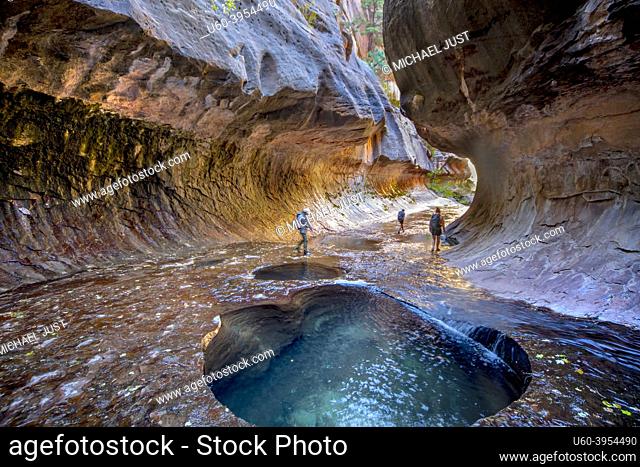Erosion has shaped the sandstone walls at The Subway at Zion National Parkâ. . s Left Fork of North Creek