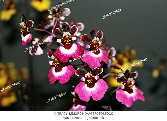 Close up of a cluster of flowering Oncidium Orchid (red/hot pink in color)