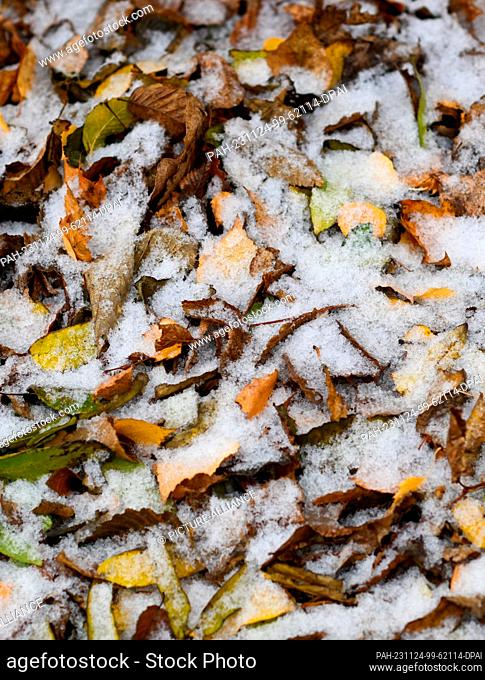 24 November 2023, Saxony, Dresden: Leaves lying on the ground in the city center are covered with snow. Photo: Robert Michael/dpa