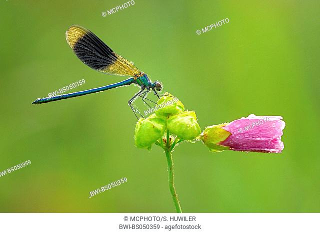 banded blackwings, banded agrion, banded demoiselle (Calopteryx splendens, Agrion splendens), on malva