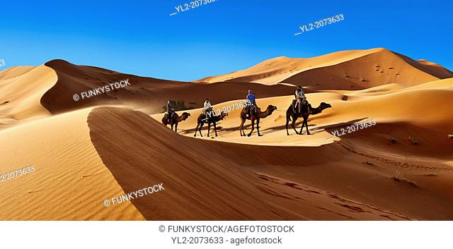 Camel rides on the Sahara sand dunes of erg Chebbi, Morocco, Africa