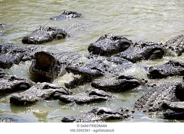 UNITED STATES OF AMERICA, HOMESTEAD, 20.08.2012, American alligators (Alligator mississippiensis) in a breeding pond at an alligator farm near the Florida...