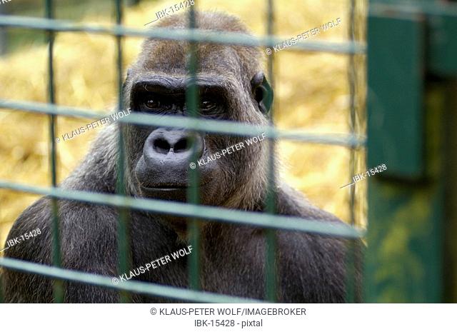 Western Lowland Gorilla Gorilla gorilla gorilla in captivity