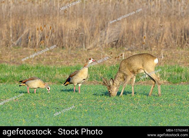 Roebuck in the bast on a grain field. In the immediate vicinity two Egyptian geese, spring, March, Hesse, Germany