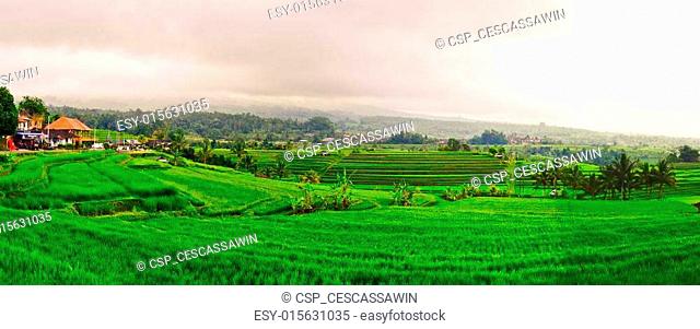 Panorama of Green Terraced Rice Field in Bali, Indonesia