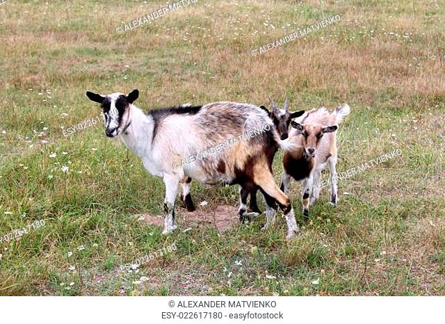 Goat and kid on a pasture