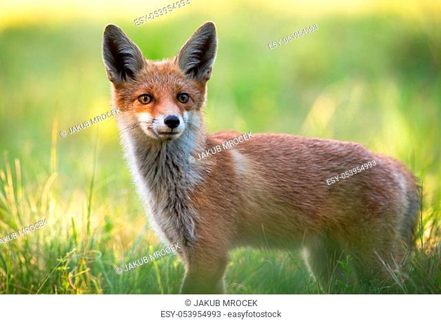 Wild alerted red fox, vulpes vulpes, facing camera with ears oriented forward listening intensely. Animal in nature in summer standing on a green meadow