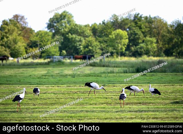 10 August 2023, Lower Saxony, Loxstedt: Numerous white storks in a meadow. According to experts, the stork population is unusually high this year