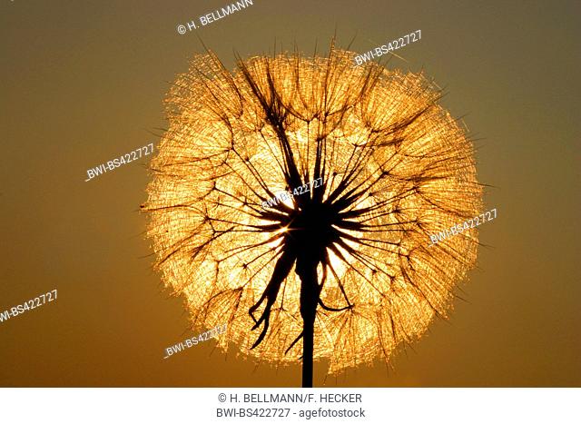 meadow goat's beard, jack-go-to-bed-at-noon, meadow salsifify (Tragopogon pratensis), infructescence in backlight, Germany