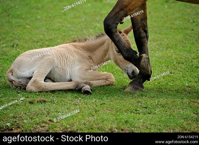 The Przewalski's horse with Foals