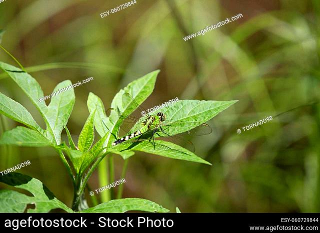 Female eastern pondhawk (Erythemis simplicicollis) perched on a green leaf