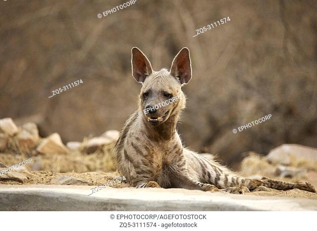 Striped Hyena, Hyaena hyaena, Jhalana, rajasthan, India