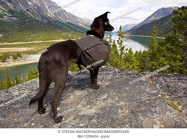 Sled dog with pack, Alaskan Husky, enjoying view over Lake Bennett, Chilkoot Pass, Chilkoot Trail, Yukon Territory, British Columbia, B. C., Canada