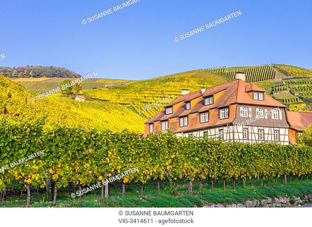 Vineyard cultivation between Sinzheim and Buehl. Castle Neuweier. - BADEN-BADEN, BADEN-WUERTTEMBERG, GERMANY, 21/10/2012