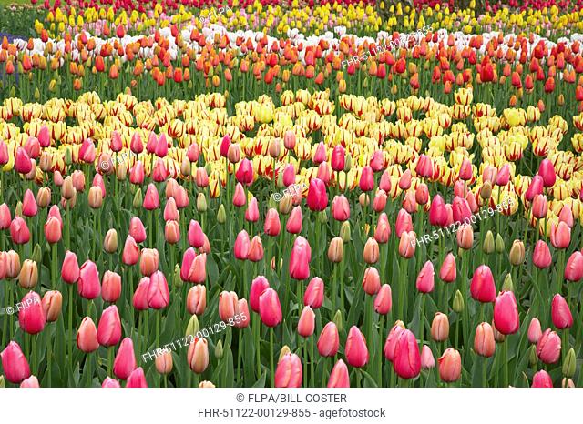 Tulip Tulipa sp flowering, mass in mixed flowerbed, Keukenhof Gardens, South Holland, Netherlands